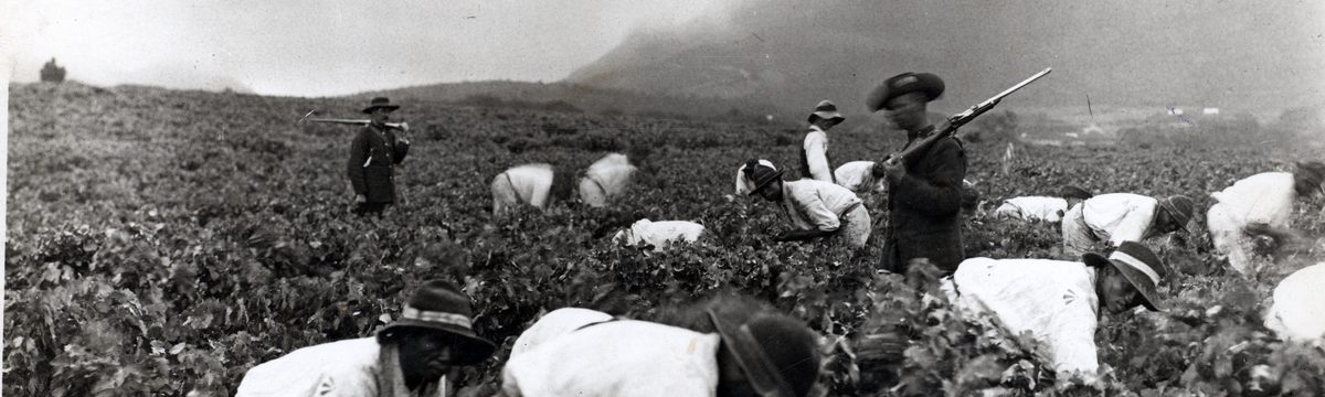 Convicts picking grapes under armed guard at Groot Constantia. Elliot Collection, Western Cape Archives and Records Service.